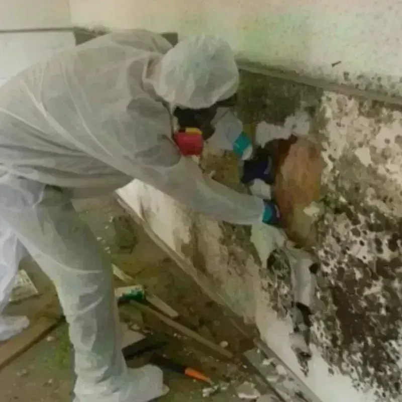 Mold Remediation and Removal in Mesquite, TX